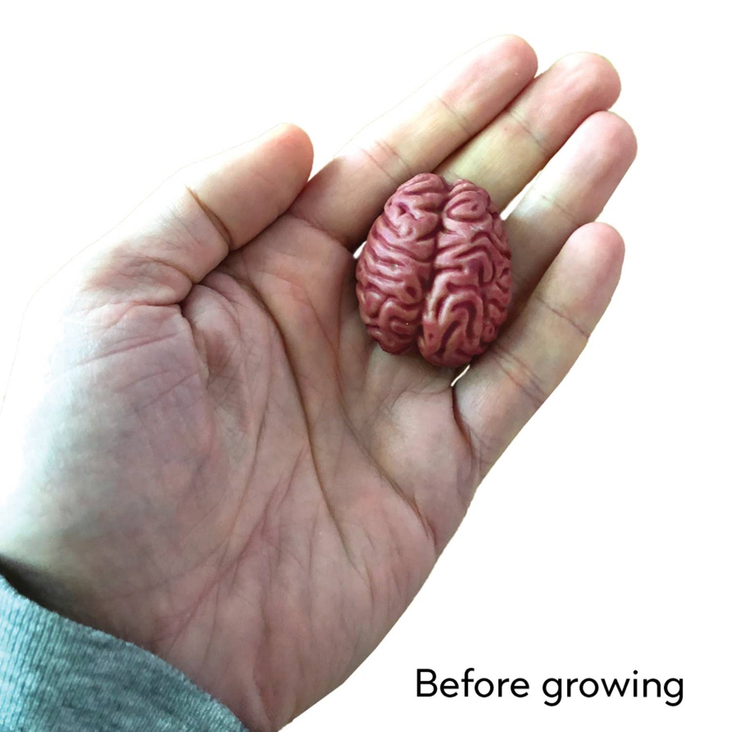 Grow a Brain |
Anatomy Model Polymer Brain Science Kit