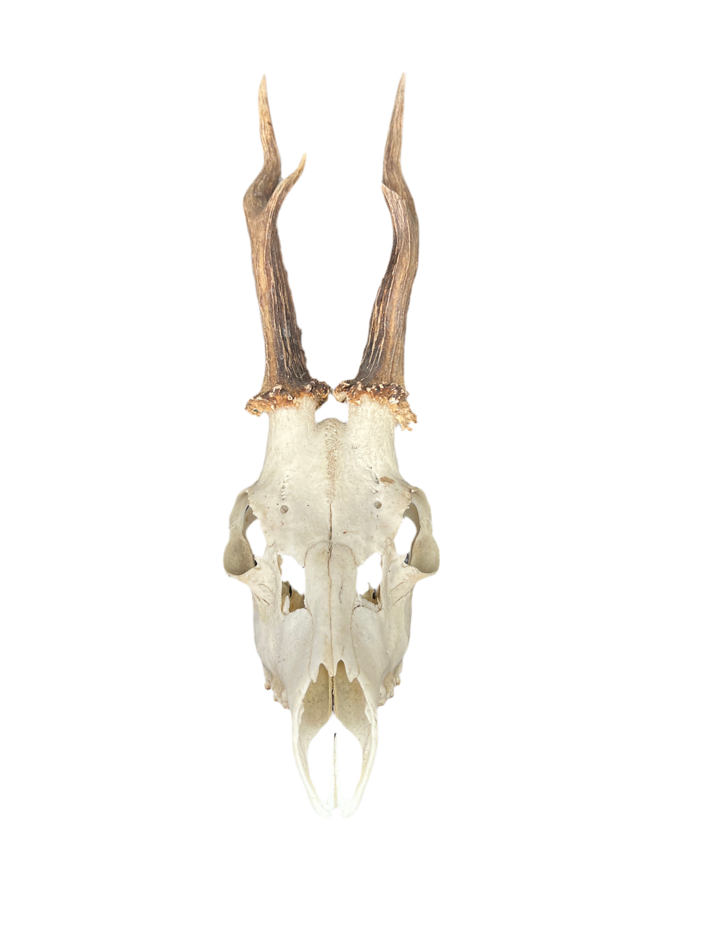 Roe Deer Skull