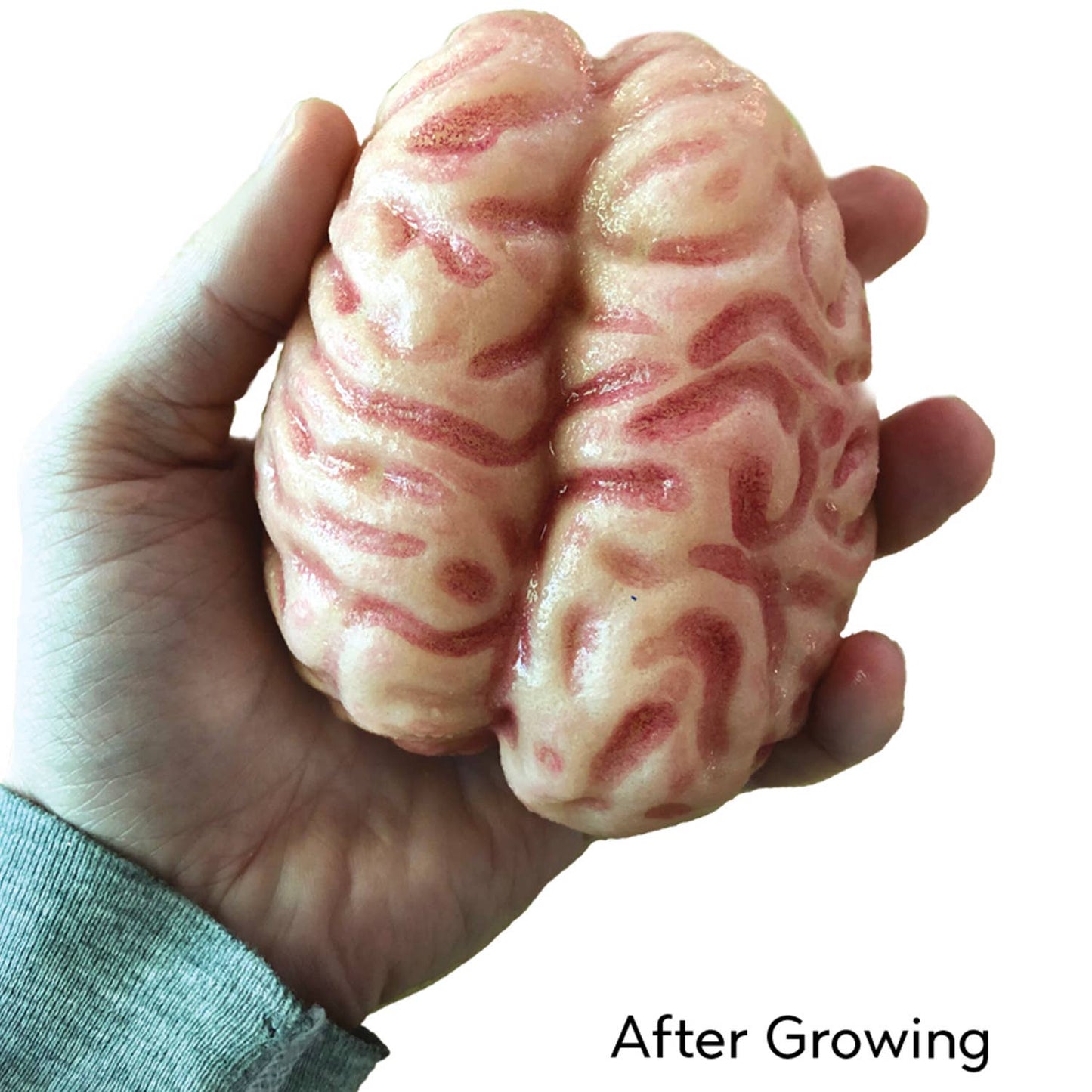 Grow a Brain |
Anatomy Model Polymer Brain Science Kit