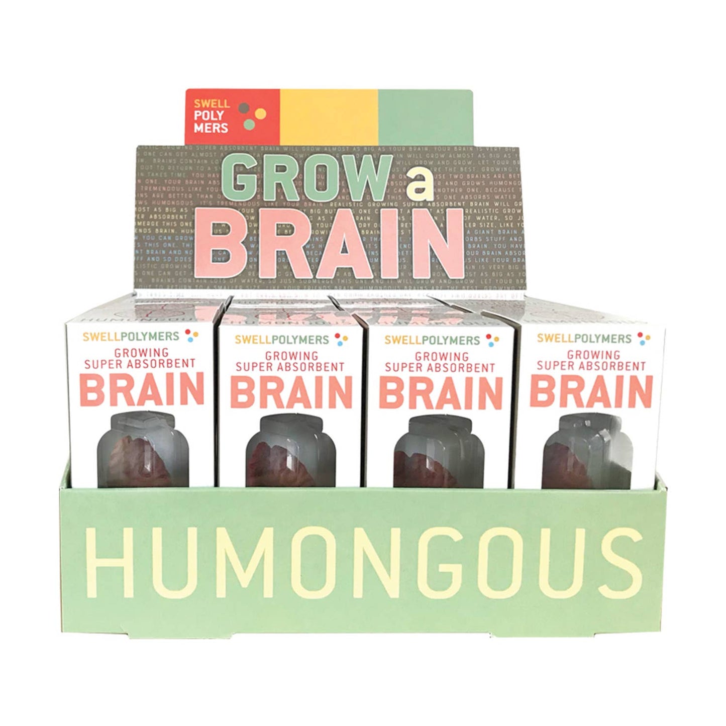 Grow a Brain |
Anatomy Model Polymer Brain Science Kit