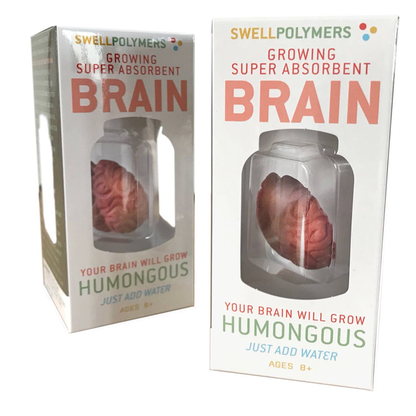 Grow a Brain |
Anatomy Model Polymer Brain Science Kit