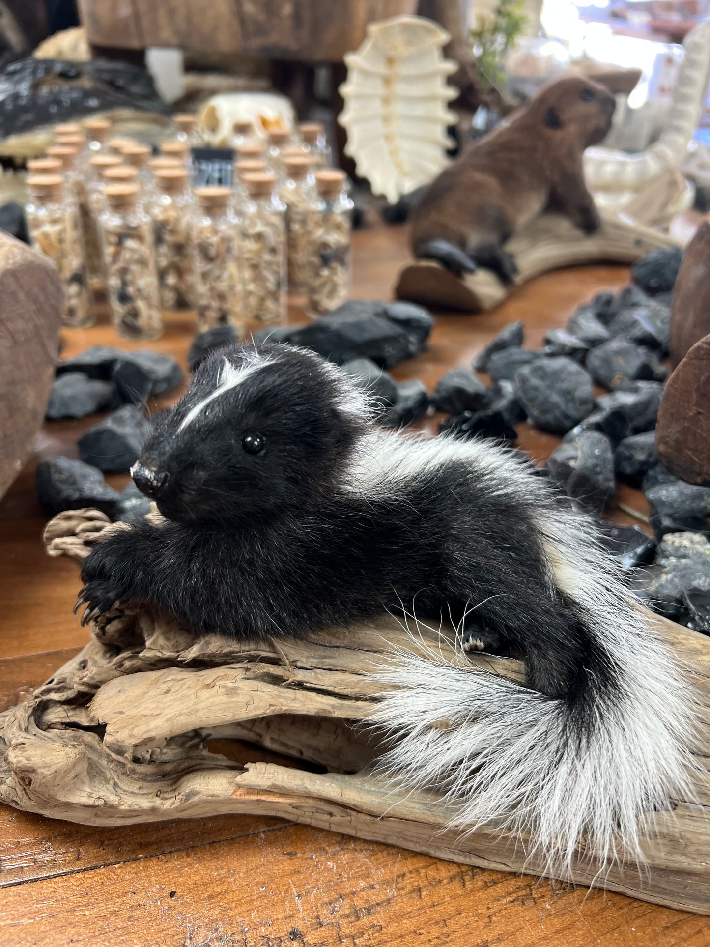 Taxidermy Baby Skunk