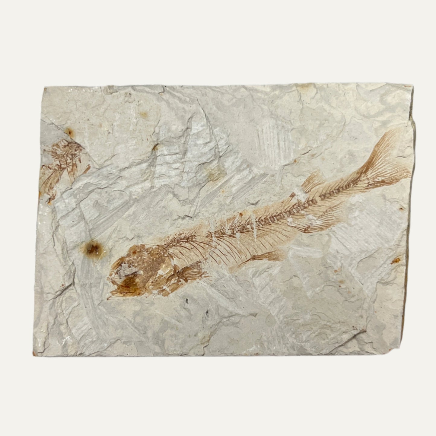 Fish Fossil