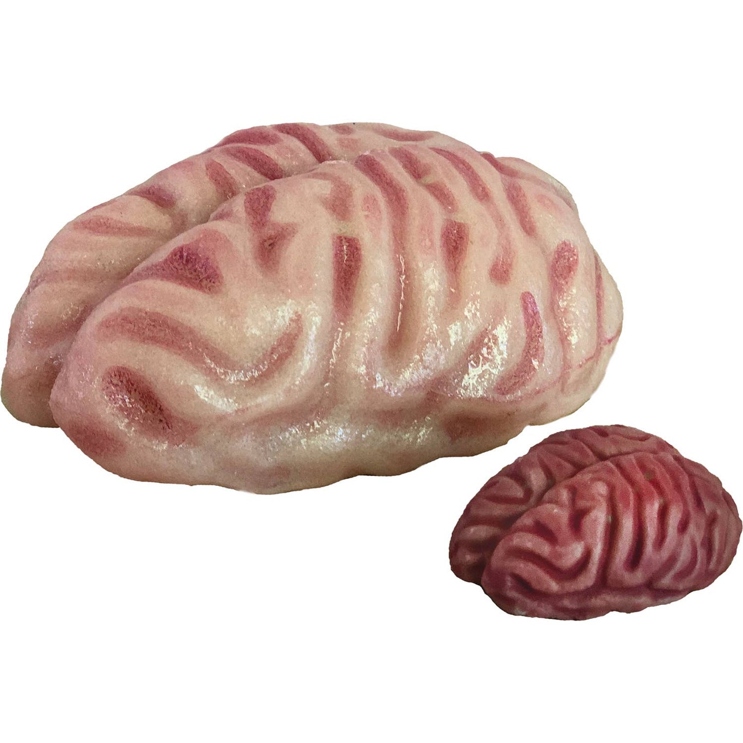 Grow a Brain |
Anatomy Model Polymer Brain Science Kit