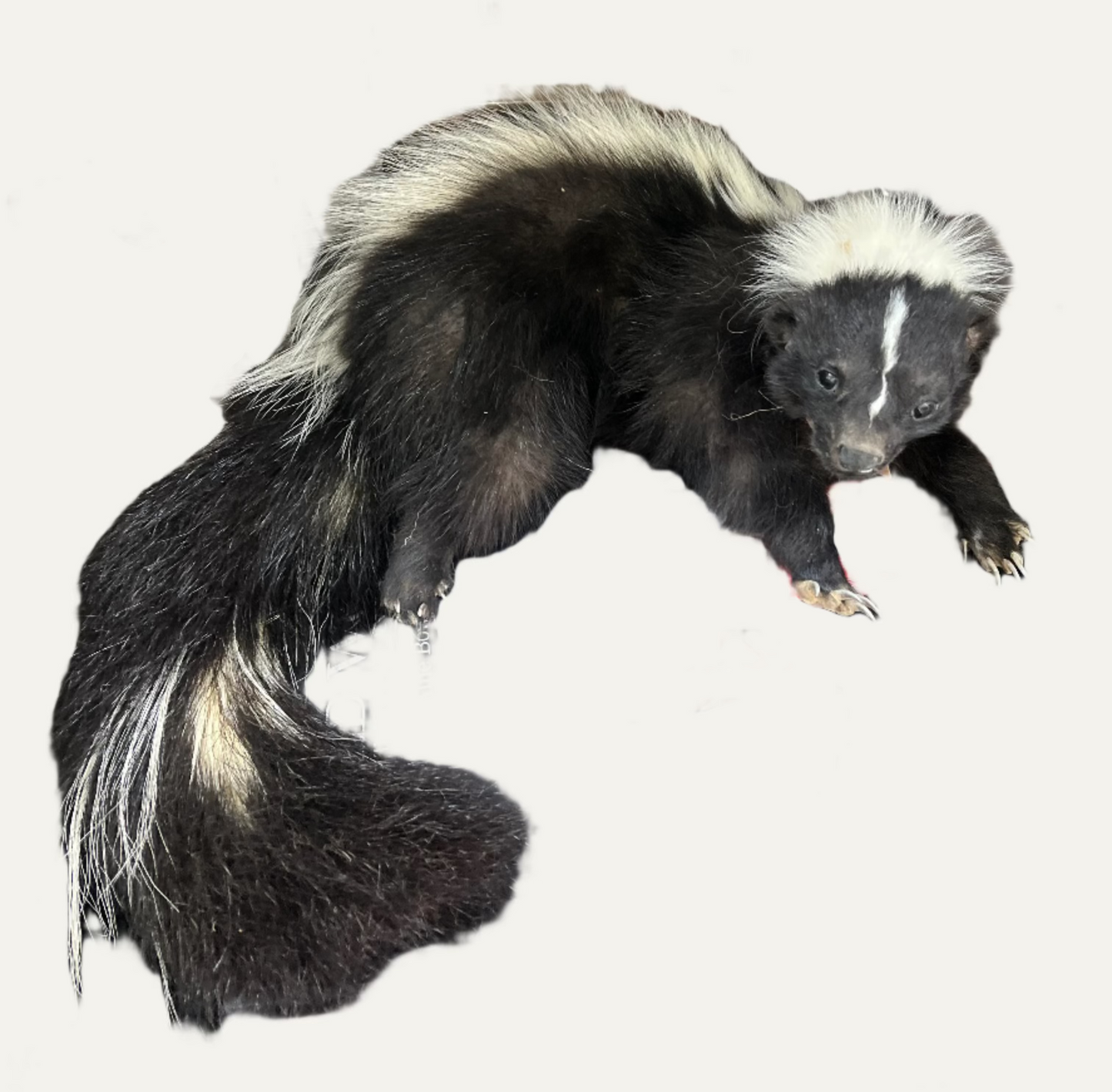 Taxidermy Skunk