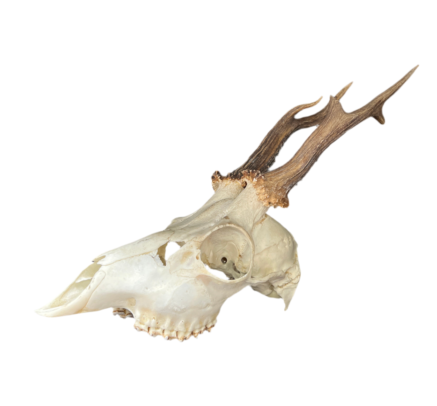 Roe Deer Skull