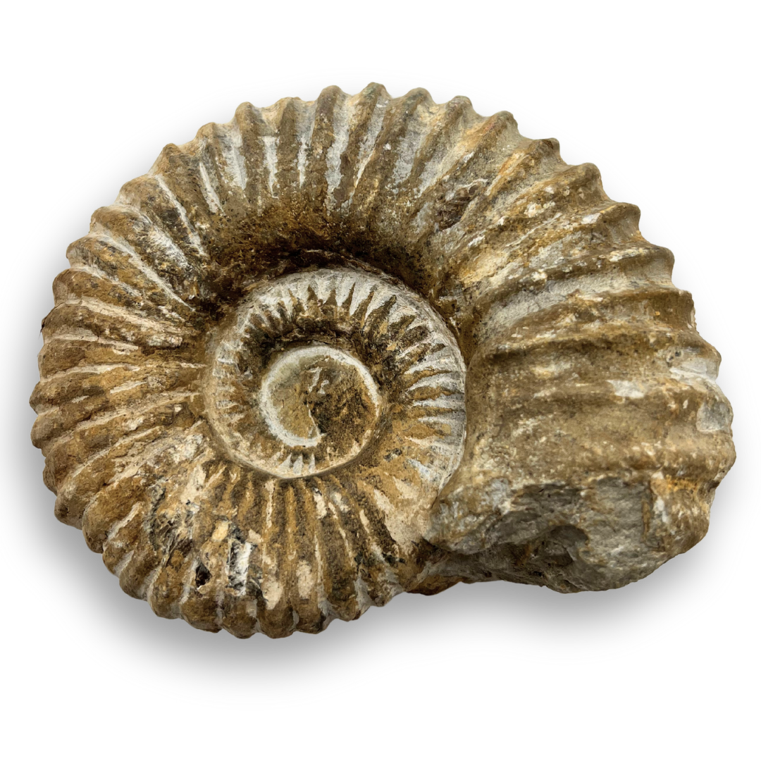 Ammonite Fossil