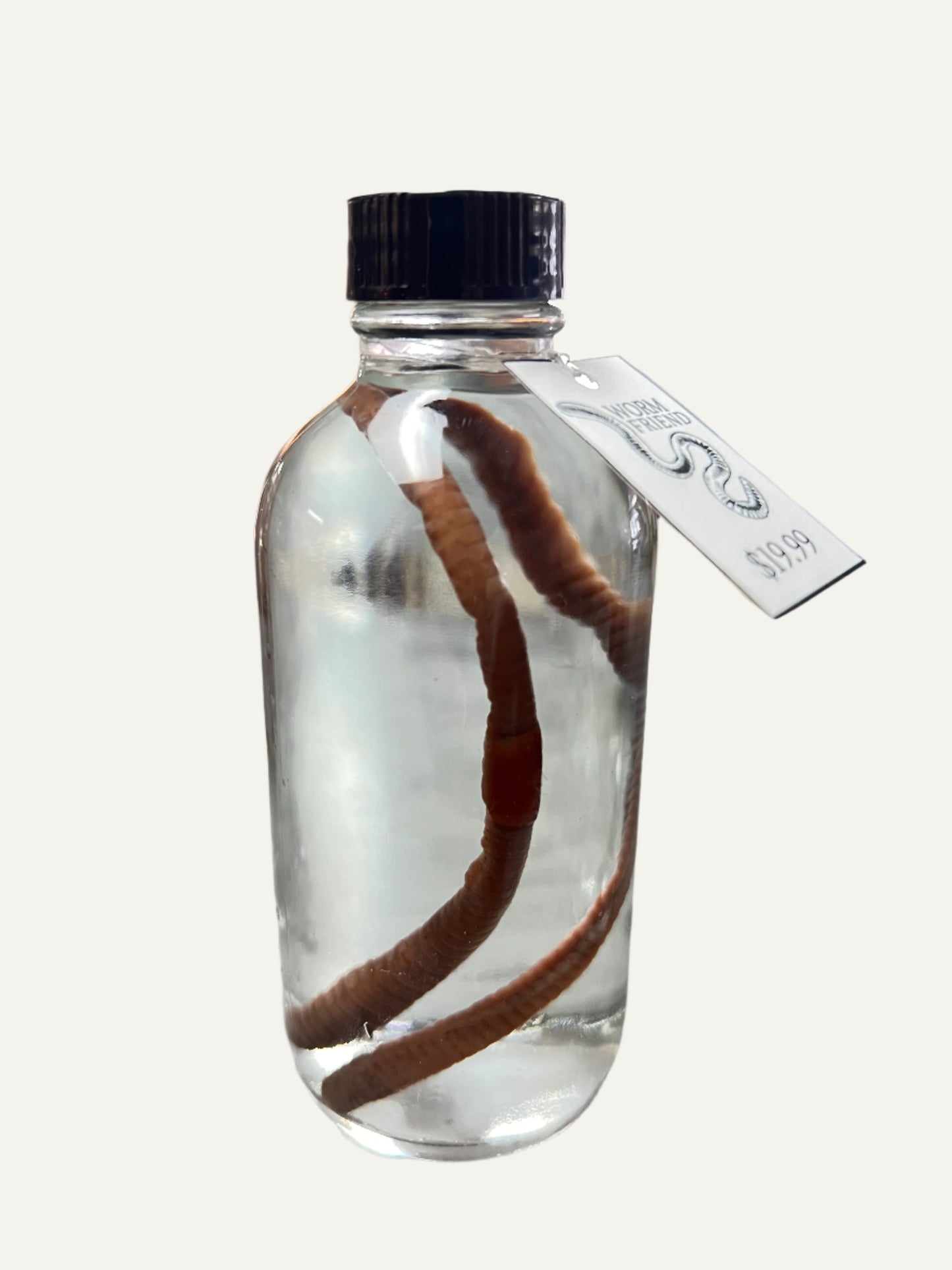 Worm Friend Wet Specimen
