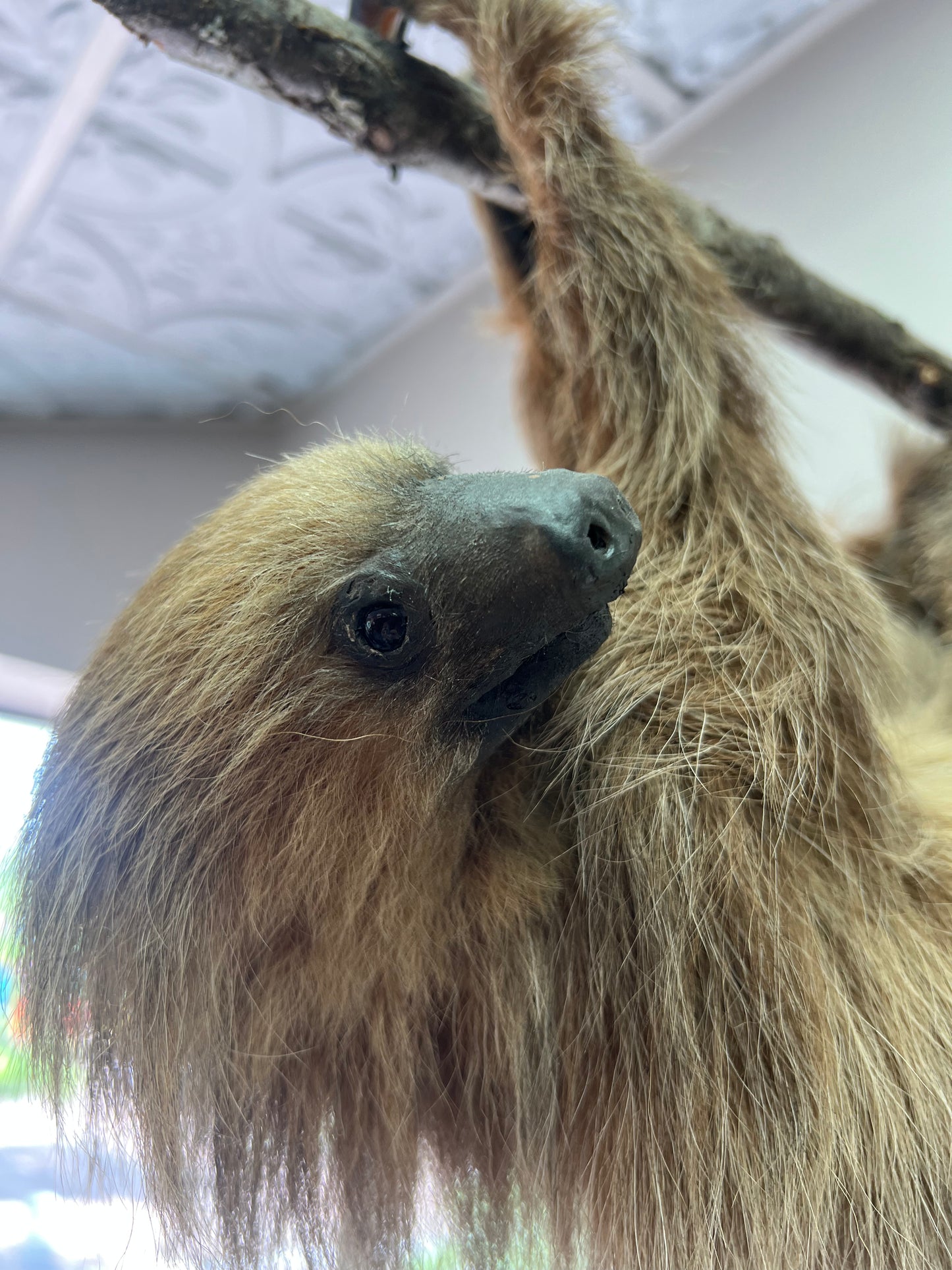 Taxidermy Sloth