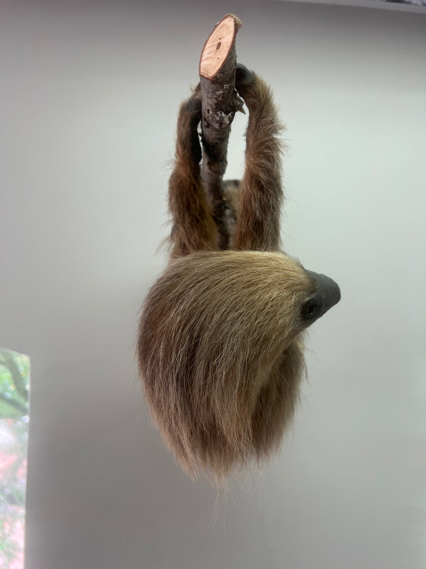 Taxidermy Sloth
