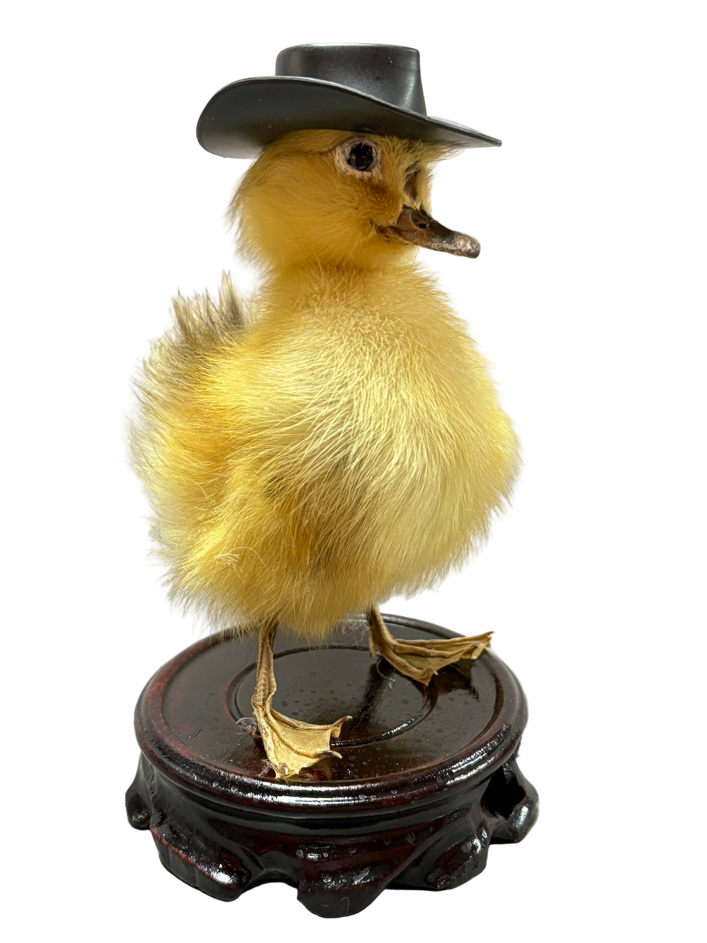 Taxidermy Duckling