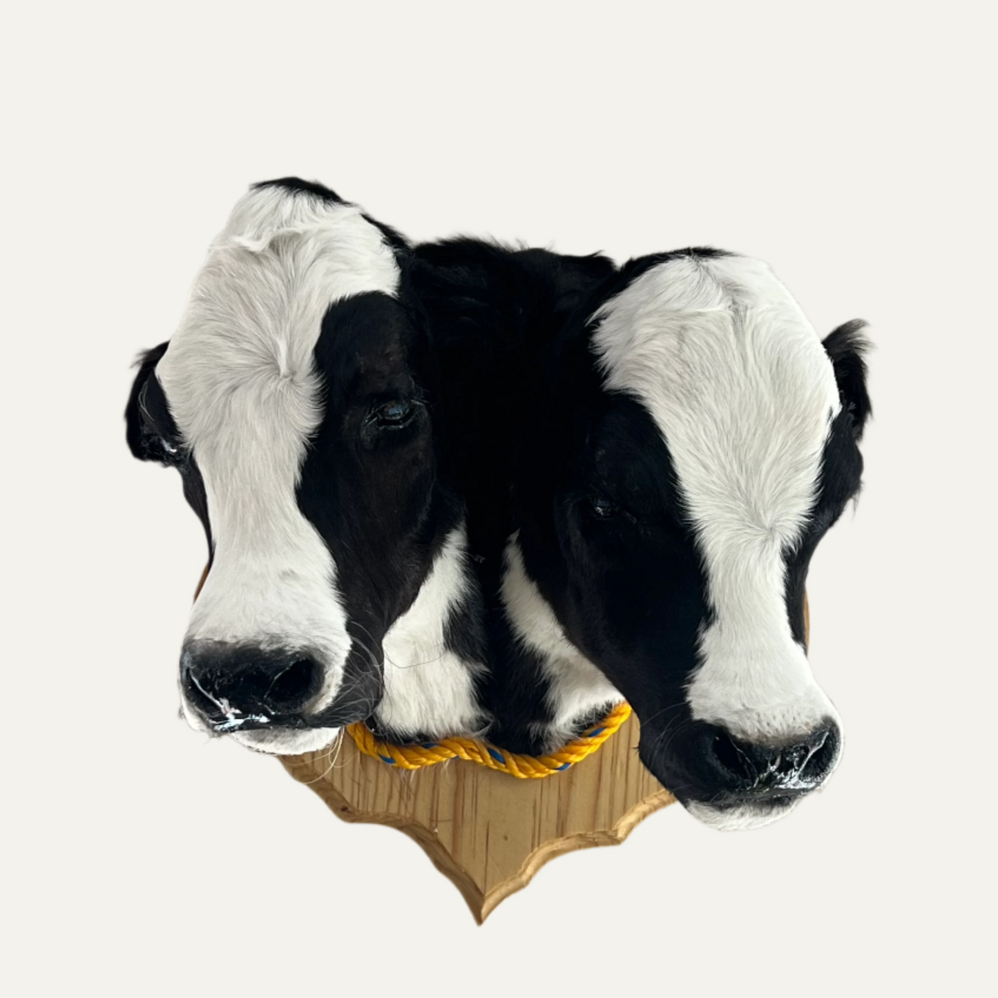 Taxidermy Two-Headed Calf Gaff