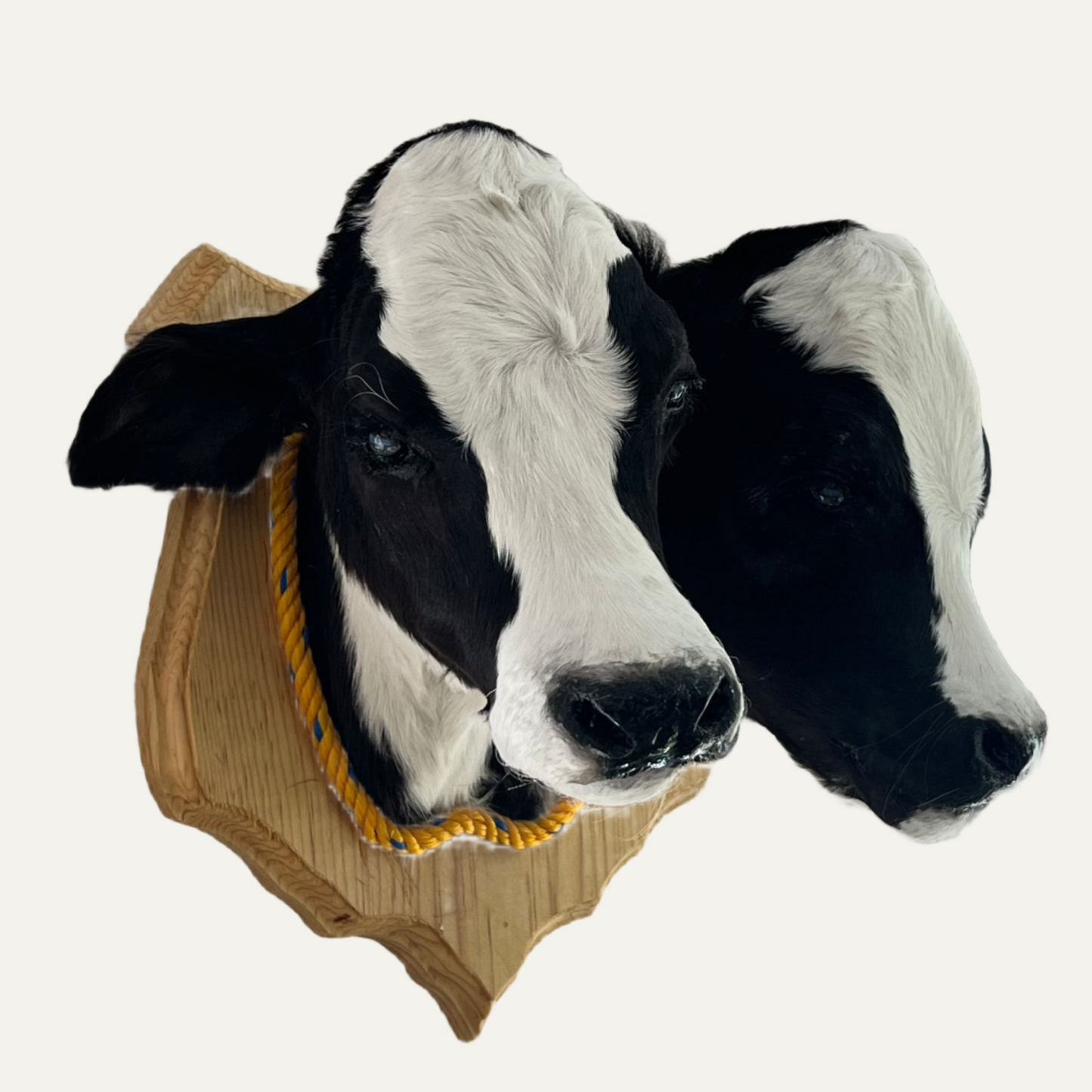 Taxidermy Two-Headed Calf Gaff
