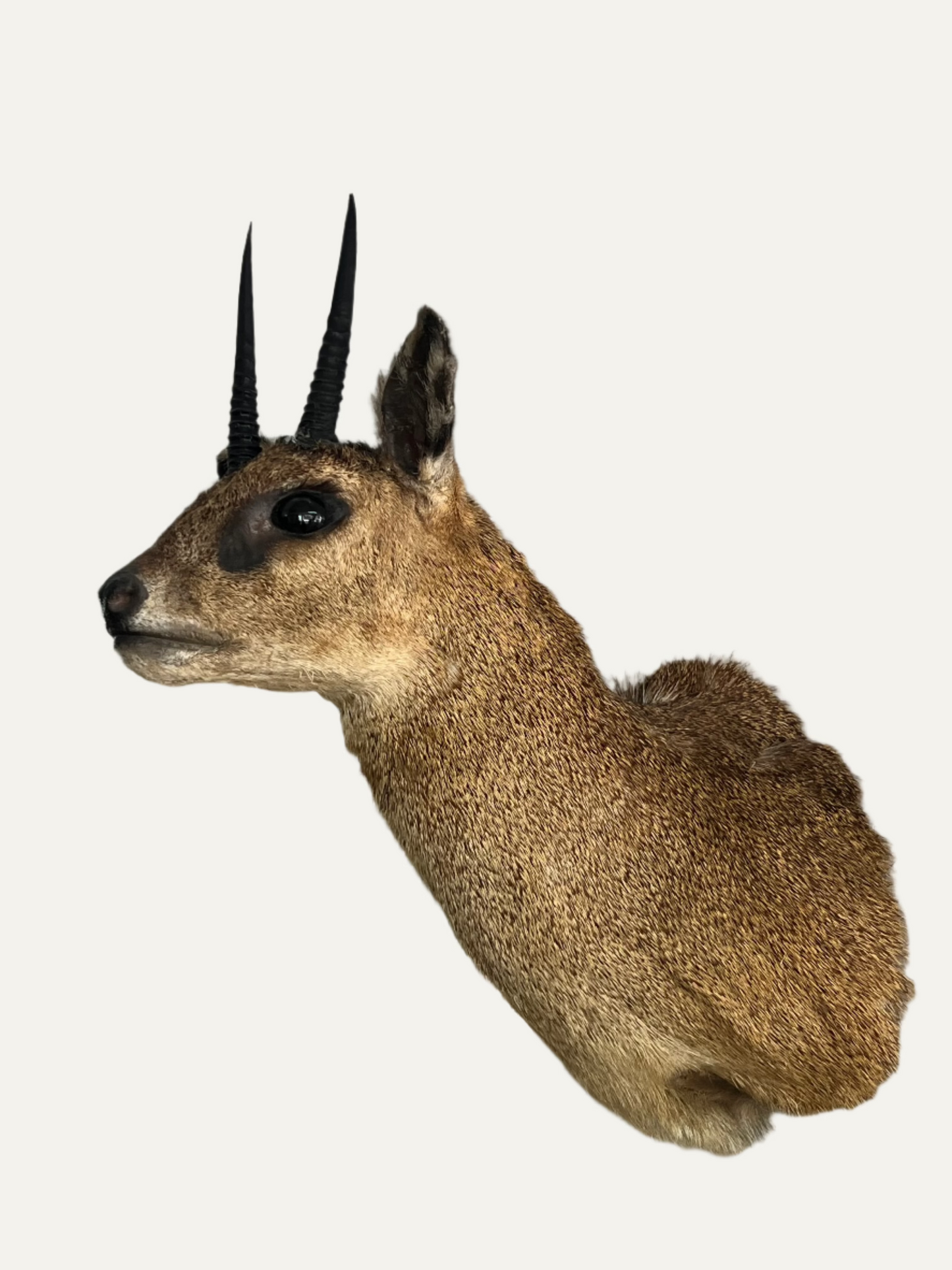 Taxidermy Klipspringer
