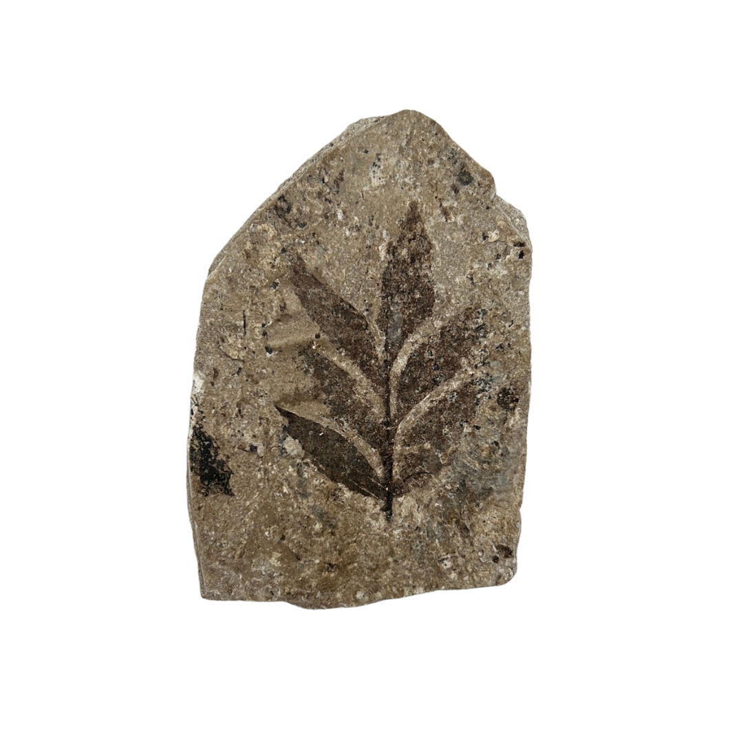 Plant Fossil