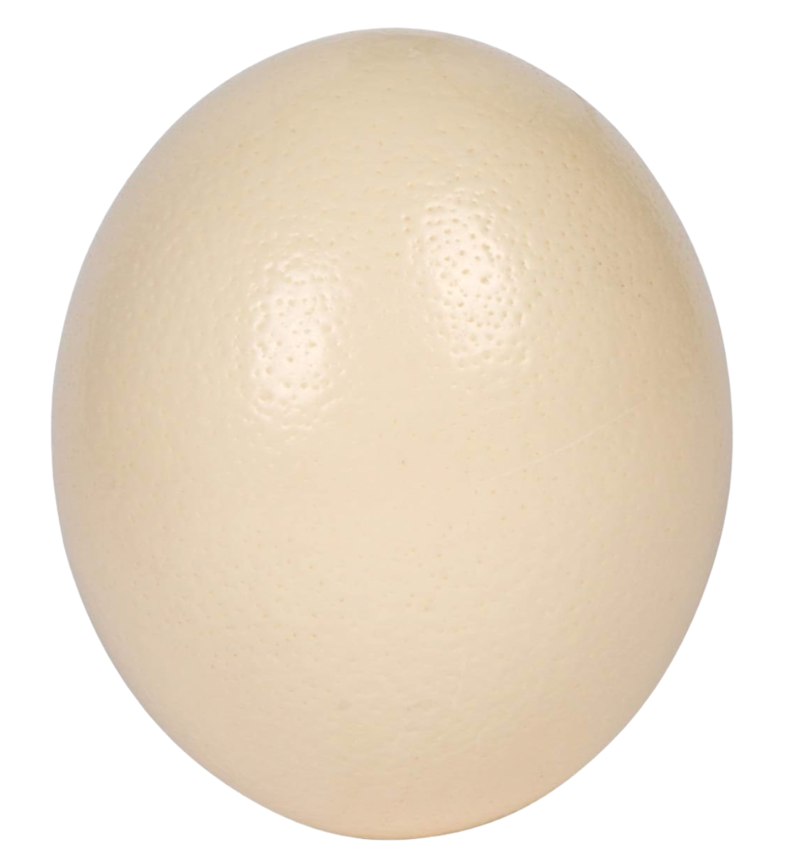 ostrich-egg-flora-fauna