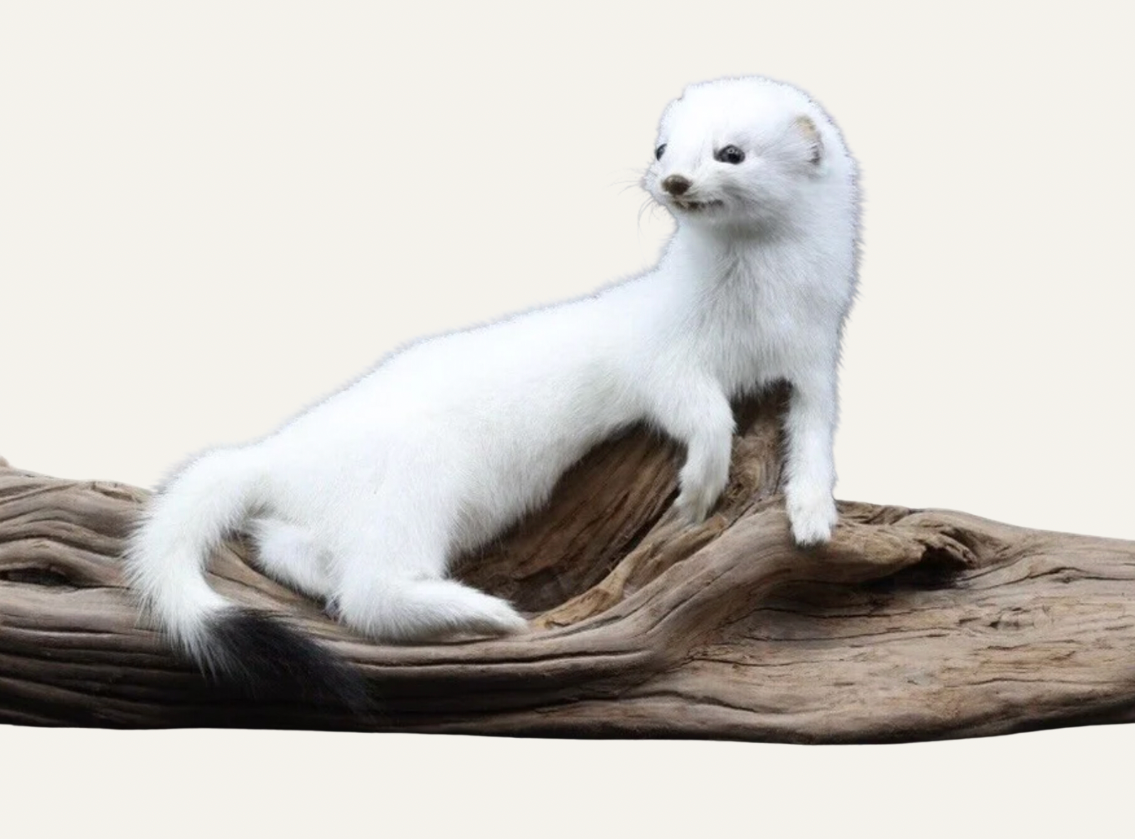 Taxidermy fashion ferret