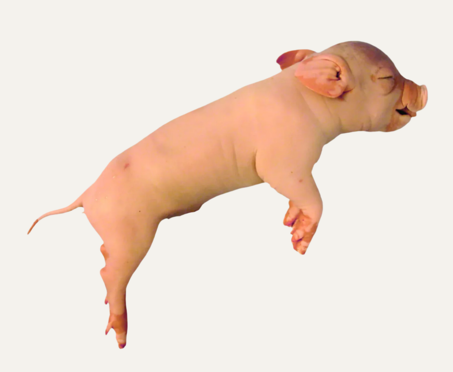 Fetal Pig Wet Specimen