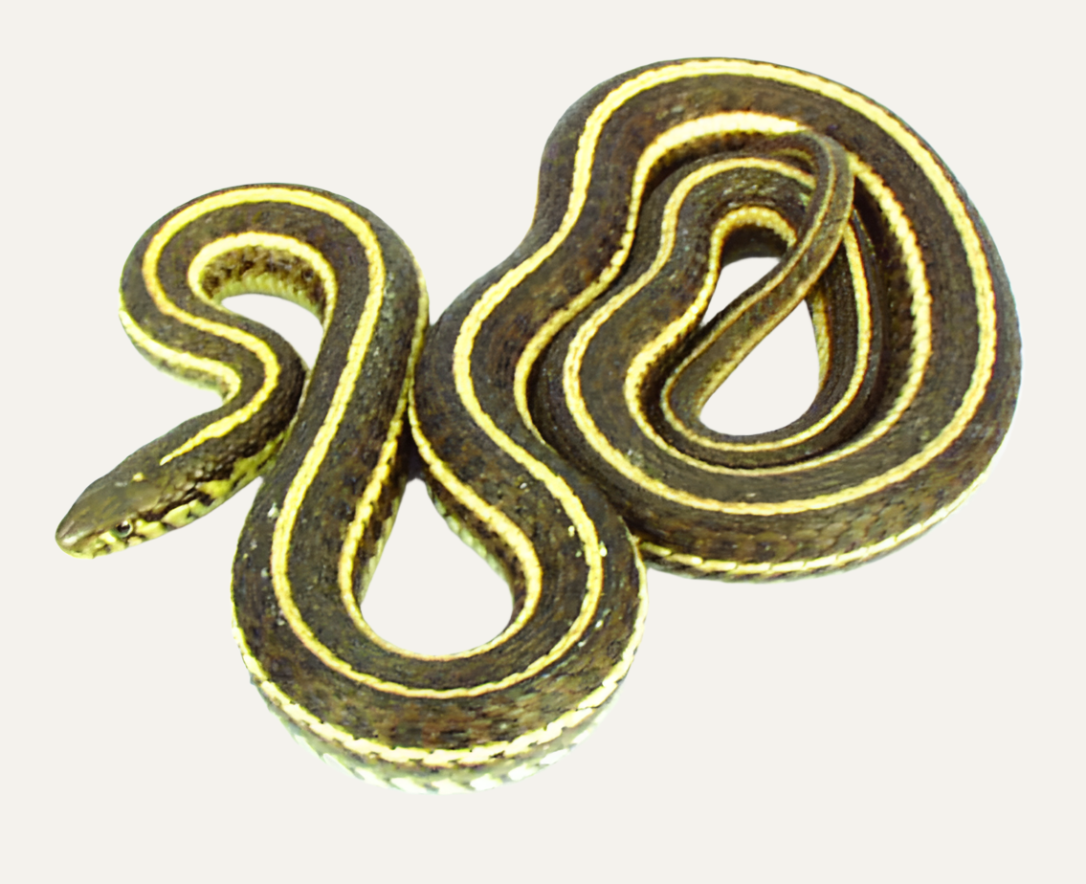 Garter Snake Wet Specimen
