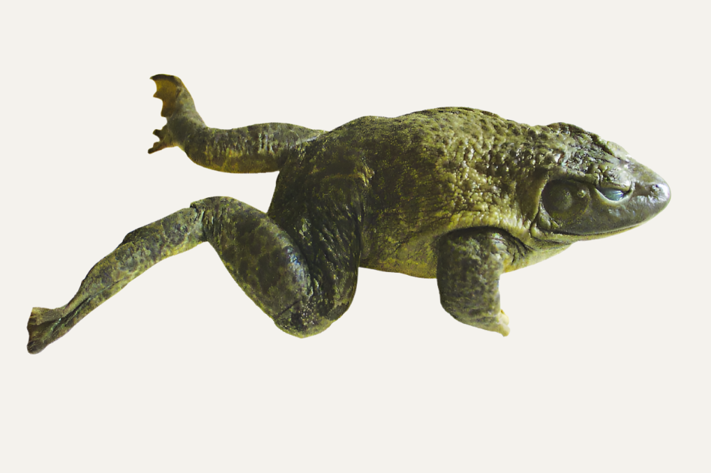 Bullfrog Wet Specimen
