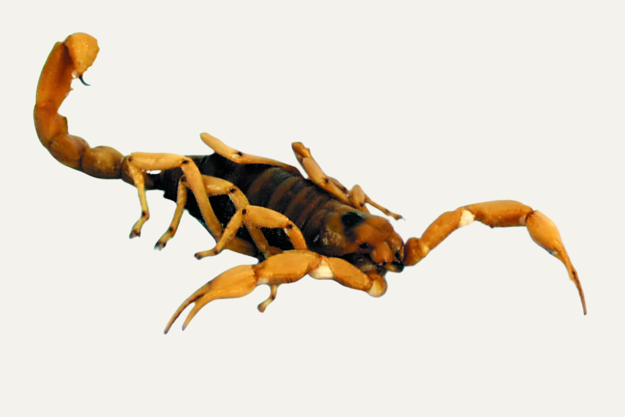 Scorpion Wet Specimen