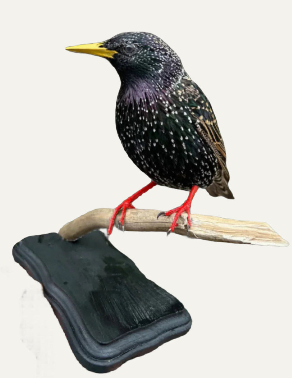 Taxidermy Starling