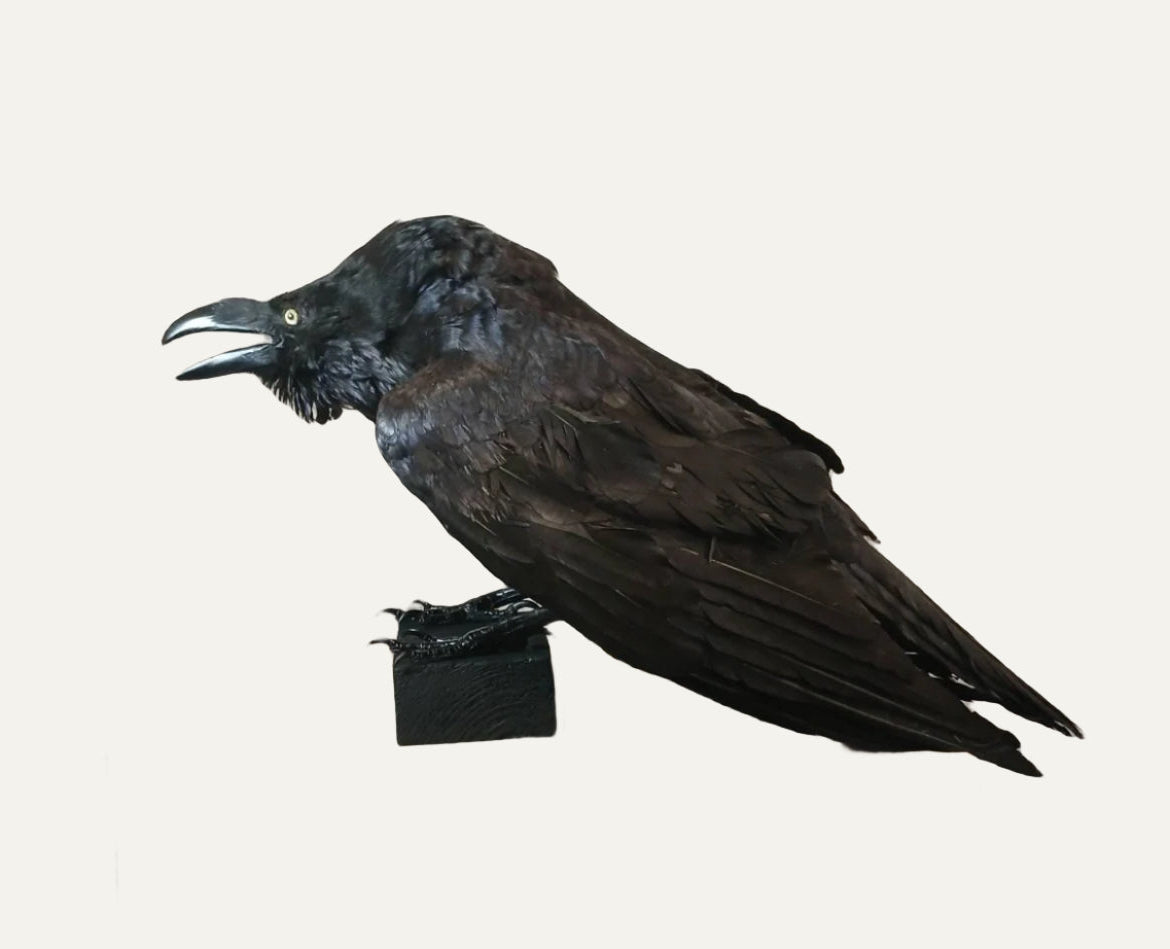 Taxidermy Raven