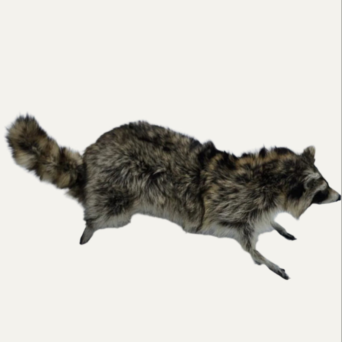 Taxidermy Raccoon