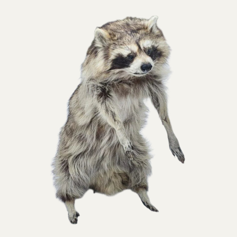 Taxidermy Raccoon