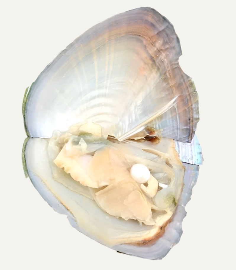 Pearl Oyster