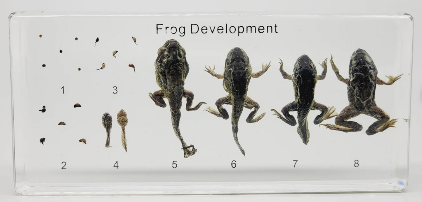 Frog Development