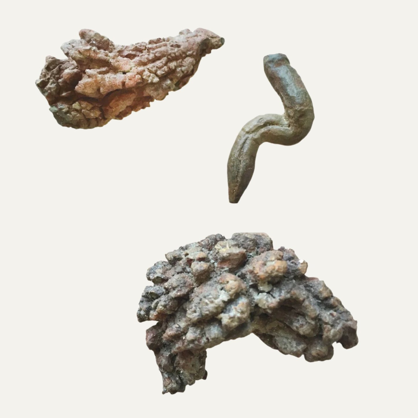 Coprolite Fossil |
Compact Curiosities Coprolite Fossil