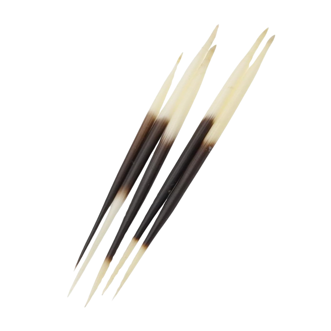 Porcupine Quill