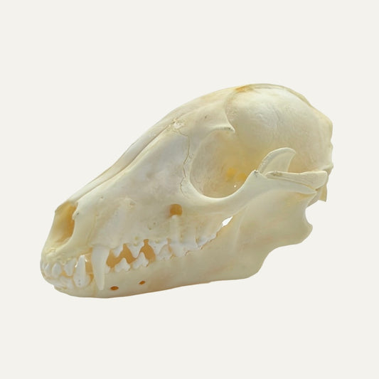 Raccoon Skull