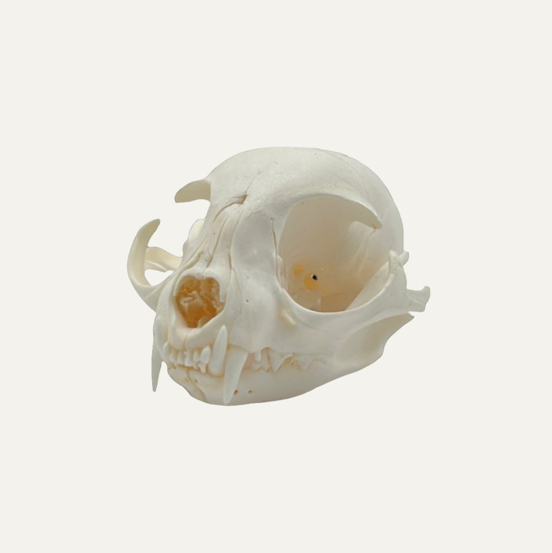 Cat Skull