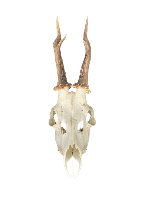 Roe Deer Skull