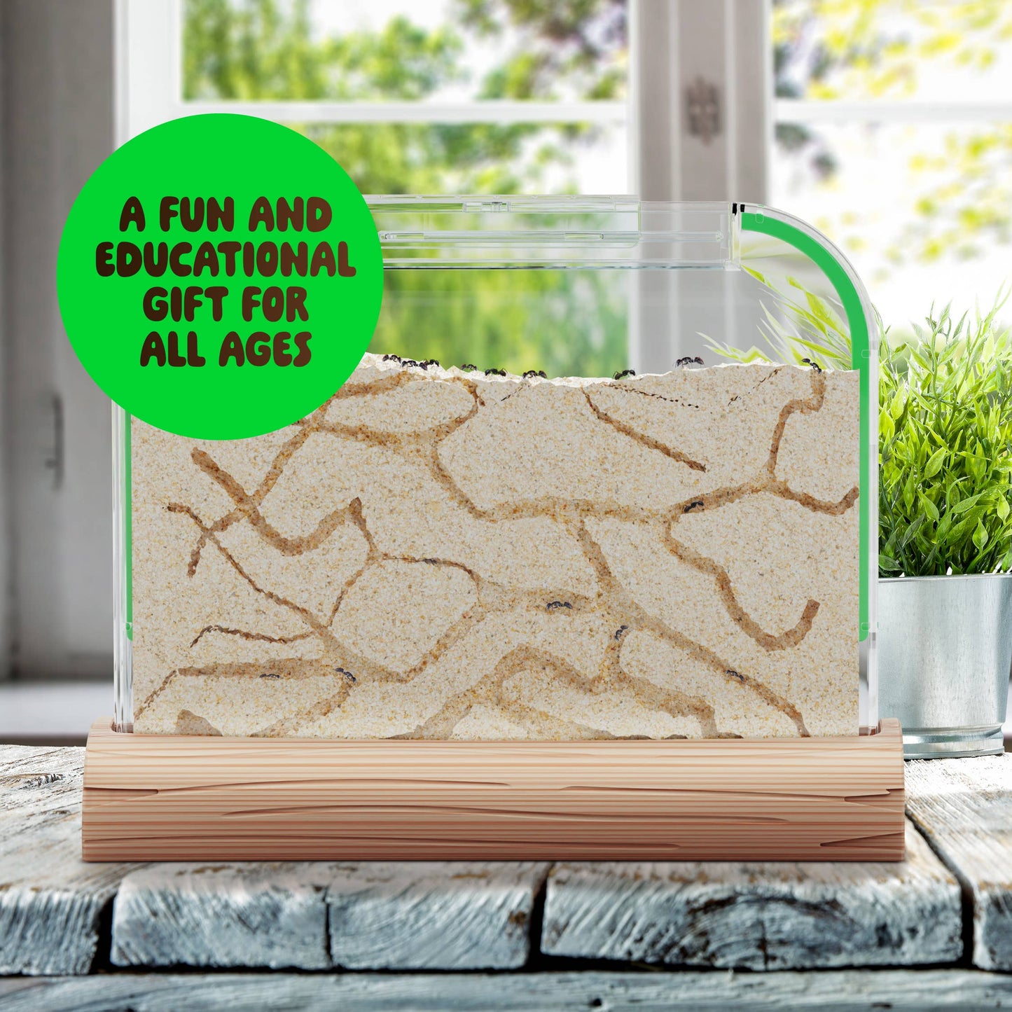 Ant Farm Kit for Kids, Sand Habitat, Includes Ant Voucher