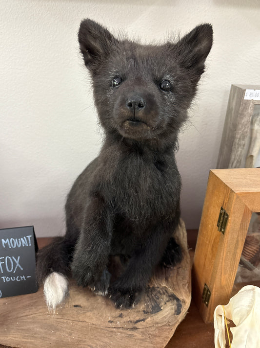Taxidermy Baby Fox