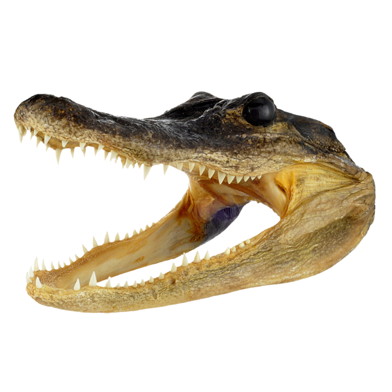 Alligator Head