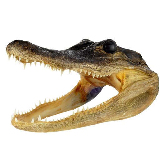 Alligator Head