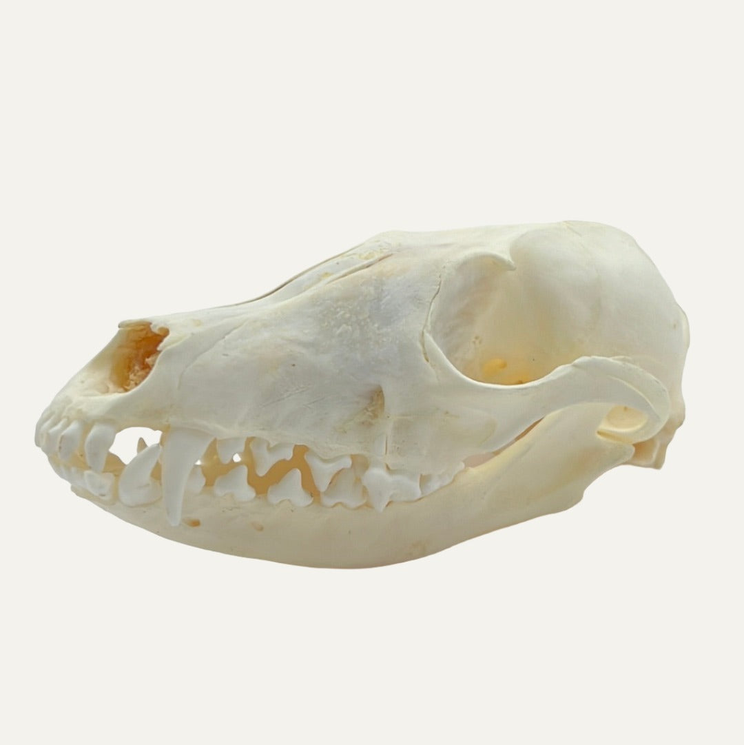 Fox Skull