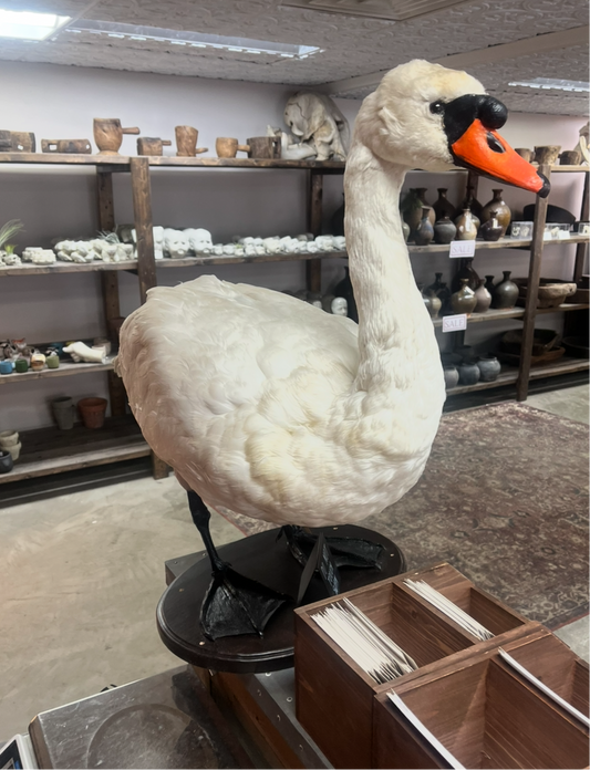 Taxidermy Swan