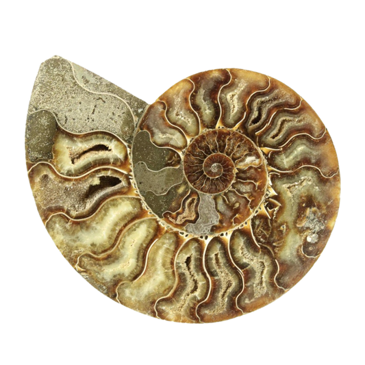 Halved Ammonite