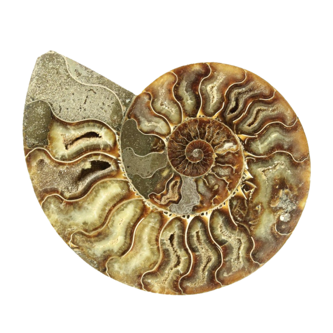 Halved Ammonite