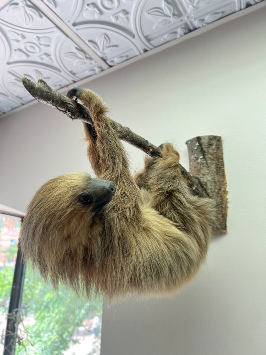 Taxidermy Sloth
