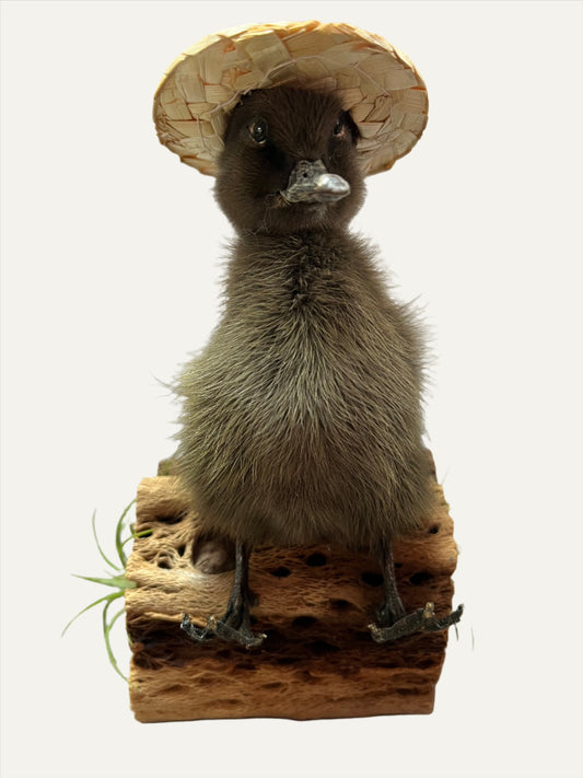 Taxidermy Duckling