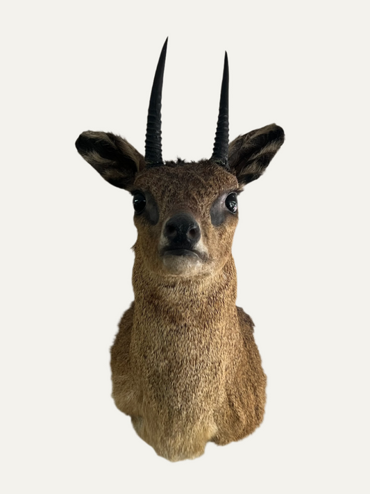 Taxidermy Klipspringer