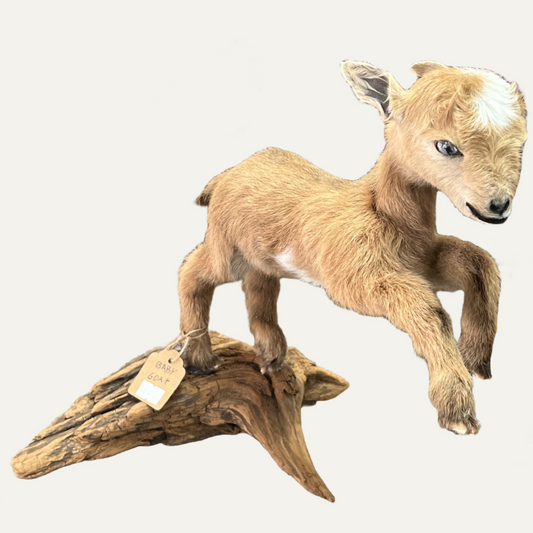 Taxidermy Baby Goat