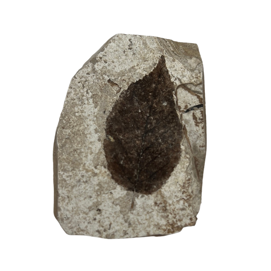 Plant Fossil