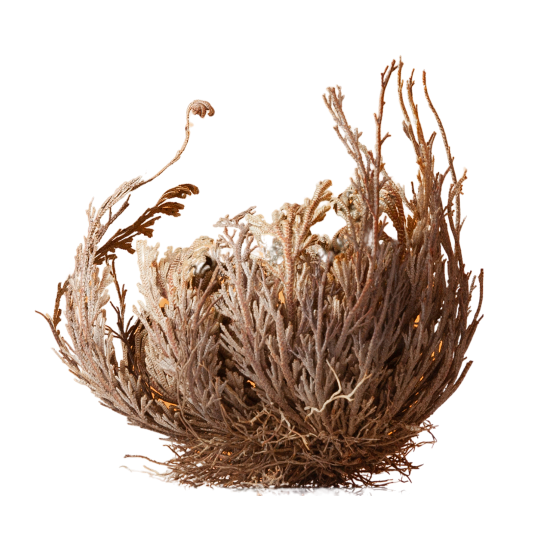 Rose of Jericho - Resurrection Plant